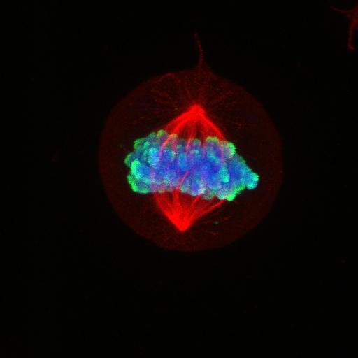 Mitotic Cell in 3D (©Patrice Mascalchi) Under the Microscope series - IMAGES Wanted!